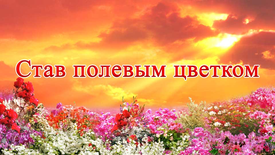 Став полевым цветком